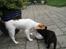 Hundeleg 2-8-09