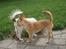 Hundeleg 2-8-09