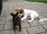 Hundeleg 2-8-09