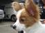 Hundeleg 2-8-09