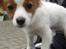 Hundeleg 2-8-09