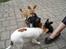 Hundeleg 2-8-09