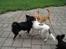 Hundeleg 2-8-09