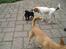 Hundeleg 2-8-09