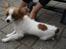 Hundeleg 2-8-09