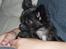 Hundeleg 2-8-09