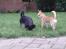 Hundeleg 2-8-09