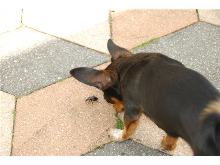 {{currentPhoto.altText}} billede {{currentPhoto.number}}