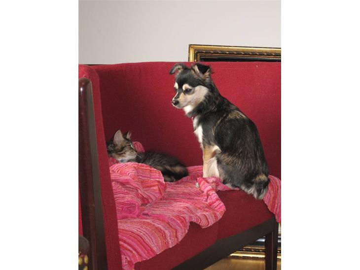 {{currentPhoto.altText}} billede {{currentPhoto.number}}