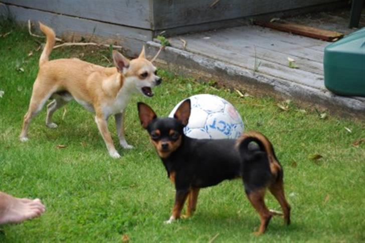 Leg i haven og andet sjov diverse hund fotos fra sia h Sjov i haven