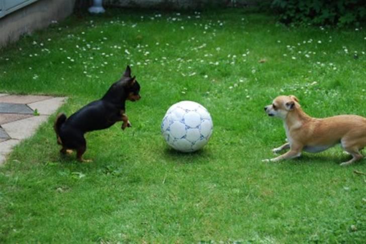 Leg i haven og andet sjov diverse hund fotos fra sia h Sjov i haven