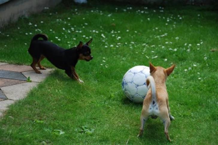 Leg i haven og andet sjov diverse hund fotos fra sia h Sjov i haven