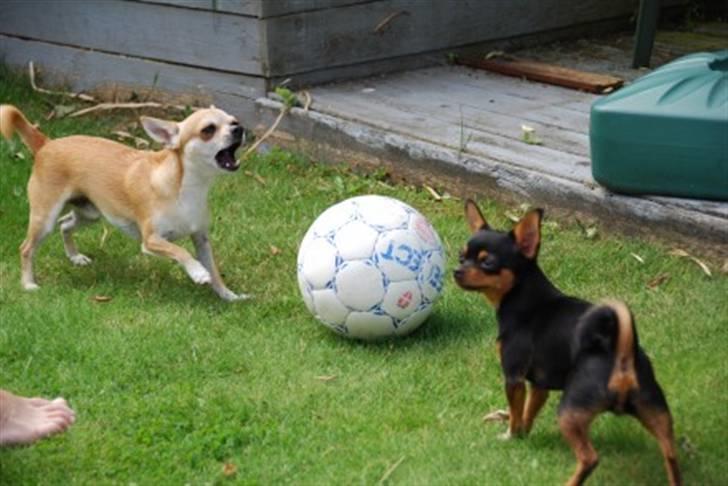 Leg i haven og andet sjov diverse hund fotos fra sia h Sjov i haven