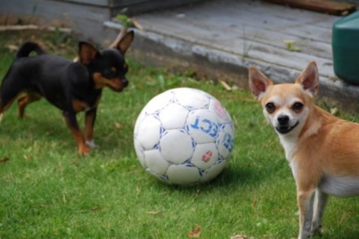 Leg i haven og andet sjov diverse hund fotos fra sia h Sjov i haven