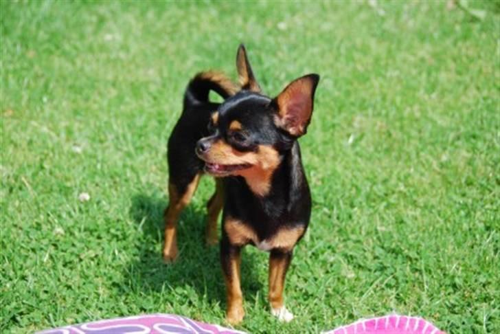 Leg i haven og andet sjov diverse hund fotos fra sia h Sjov i haven