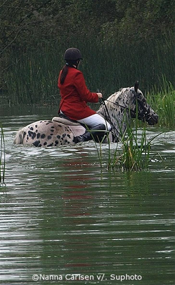 Jagt på Hjerl Hede - 09/08 billede 21