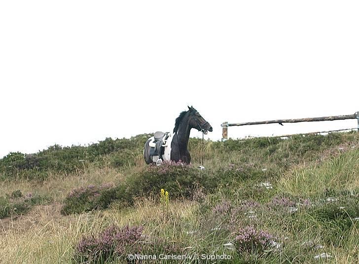 Jagt på Hjerl Hede - 09/08 billede 91