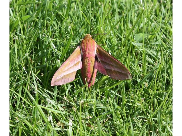 {{currentPhoto.altText}} billede {{currentPhoto.number}}