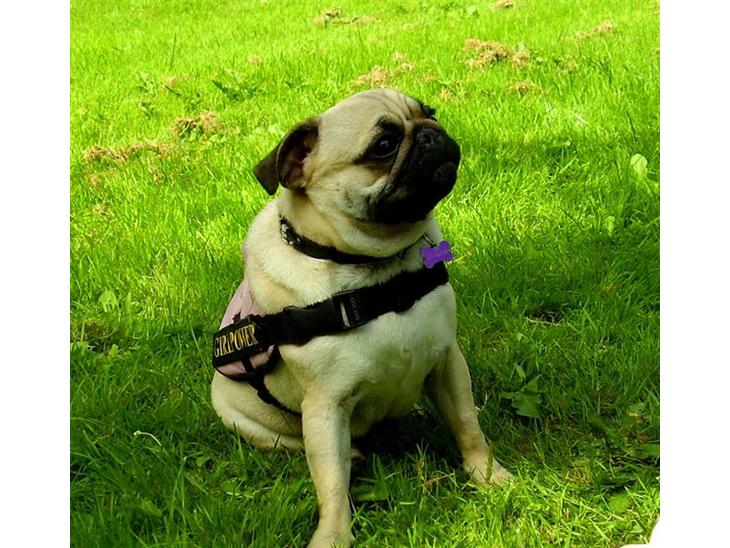 {{currentPhoto.altText}} billede {{currentPhoto.number}}