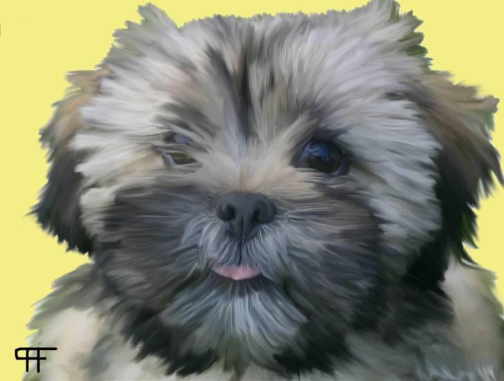 Tegninger af andres hunde - Lhasa apso Freja. billede 278