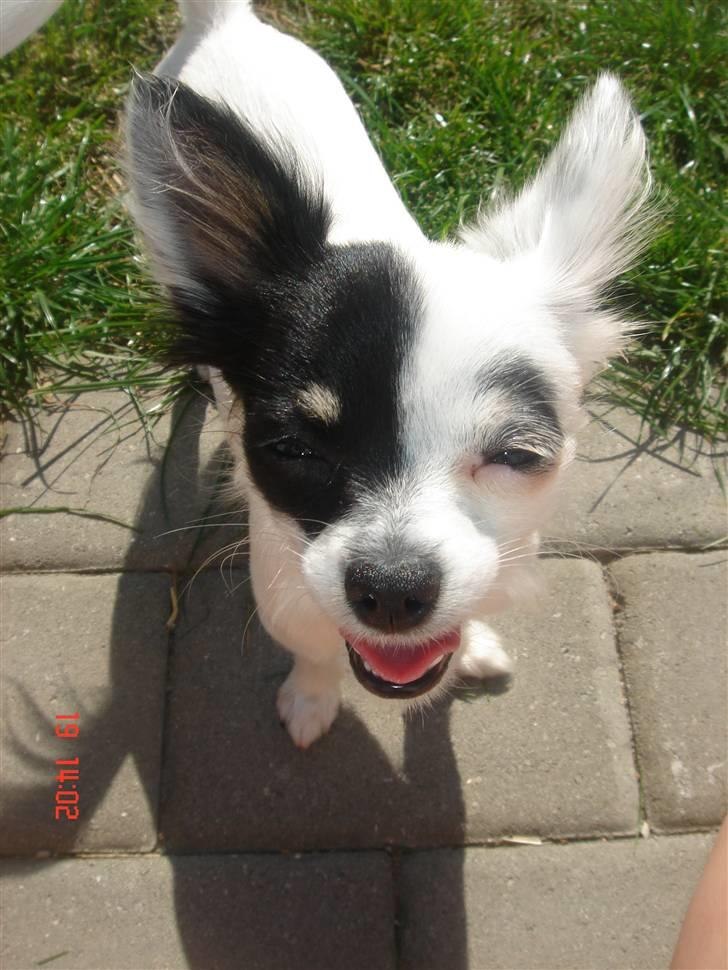 hunde :) - hund - Fotos fra Envolds Chihuahua § .