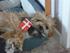 Gismo med flag !!