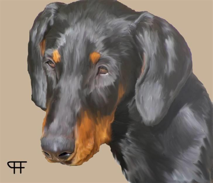 Tegninger af andres hunde - Dobermann Jessie Vitalux. billede 280