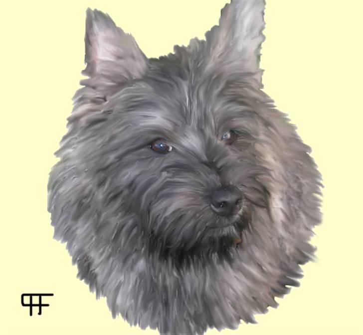 Tegninger af andres hunde - Cairn terrier Mille. billede 282