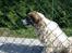 Ferie i Bosnien og kroatien - Kæmpe hund der gik rundt ved de tennisbaner vi spillede på