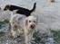 Ferie i Bosnien og kroatien - Medlemmer af en hel lille hundefamilie vi så i Bosnien, den var godt nok beskidt og ussel at se på :/