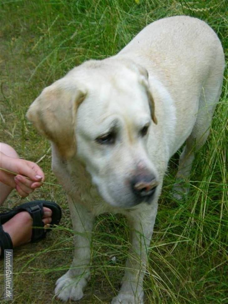 Hunde billeder billede 1