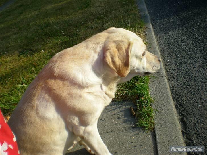 Hunde billeder billede 3