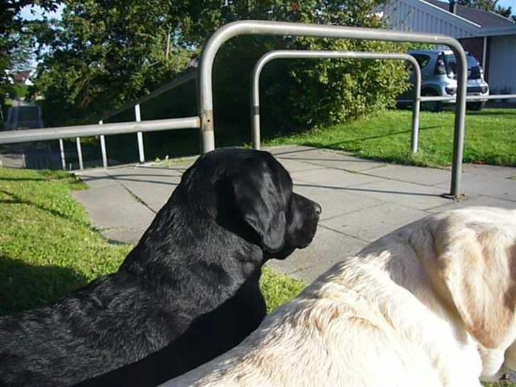 Hunde billeder billede 7