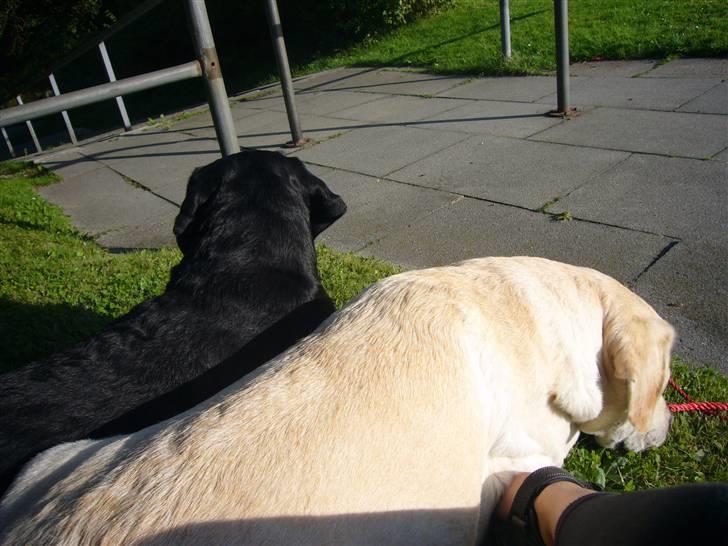 Hunde billeder billede 8