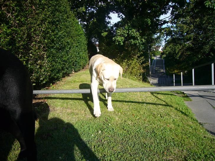 Hunde billeder billede 9