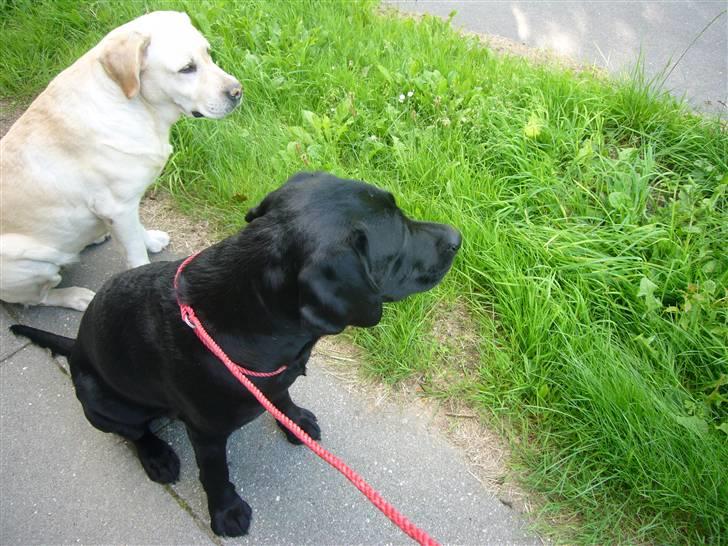 Hunde billeder billede 11