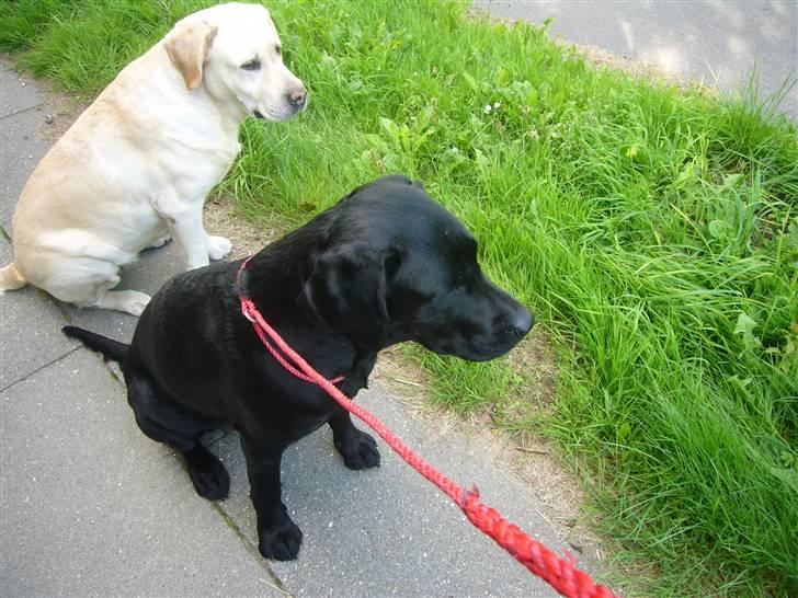 Hunde billeder billede 12