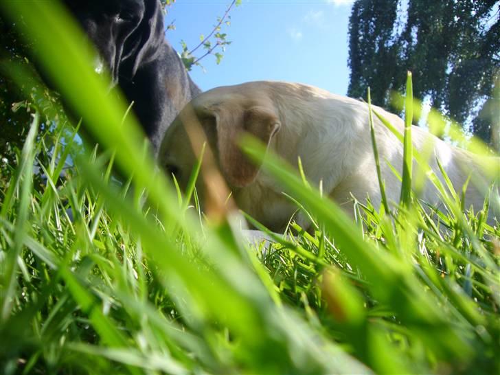 Hunde billeder billede 17