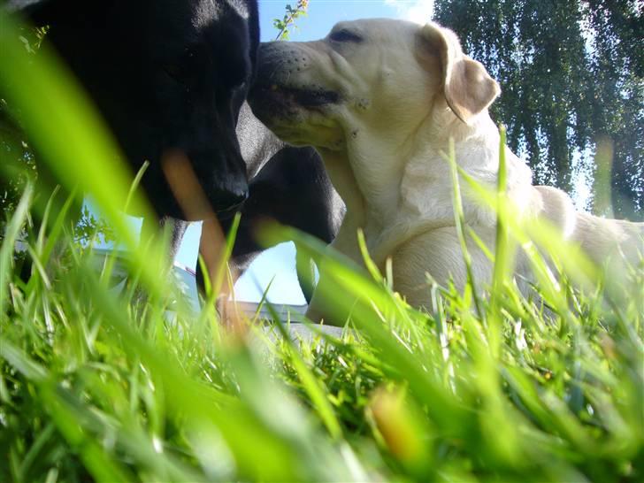 Hunde billeder billede 18