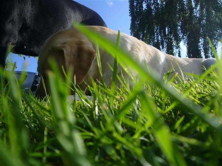 Hunde billeder billede 19