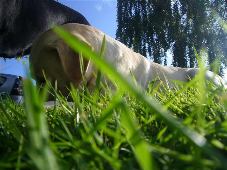 Hunde billeder billede 20