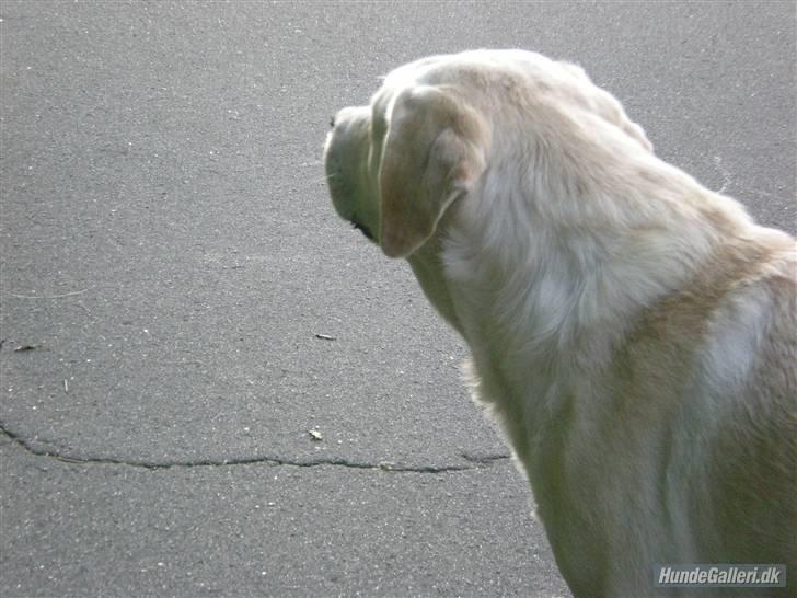 Hunde billeder billede 24