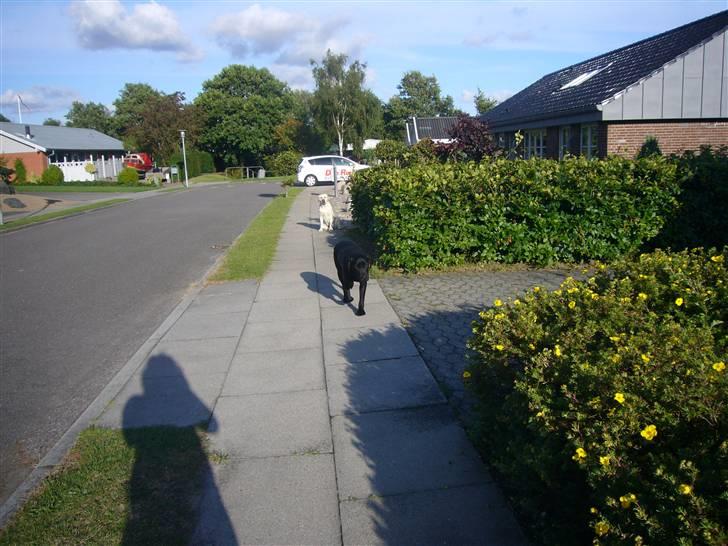 Hunde billeder billede 26