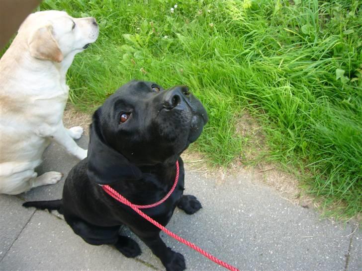 Hunde billeder billede 30