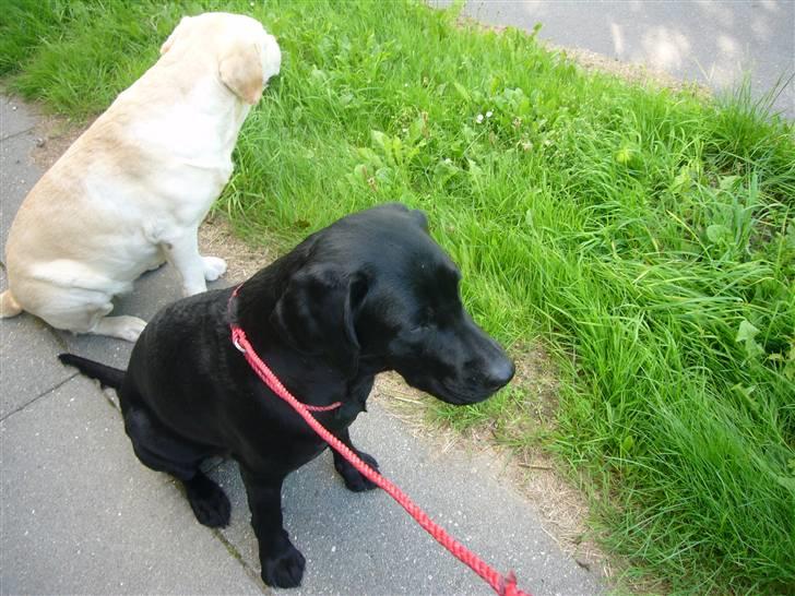 Hunde billeder billede 33