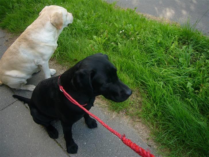 Hunde billeder billede 34