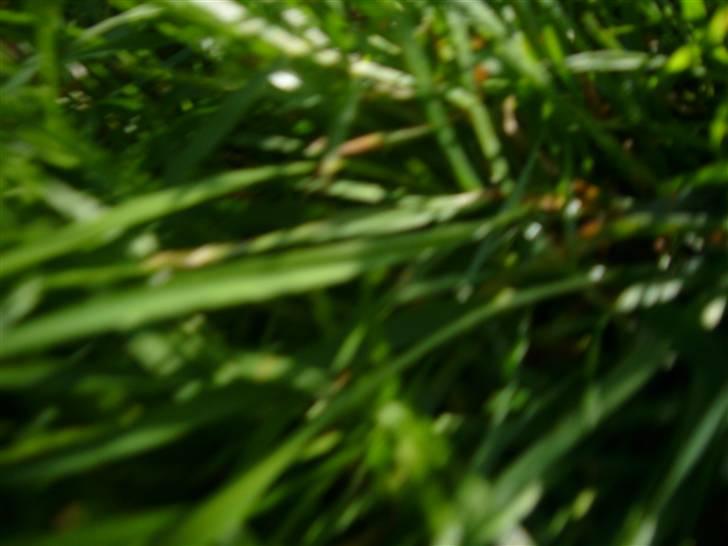 Hunde billeder billede 35