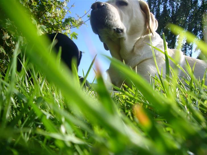 Hunde billeder billede 36