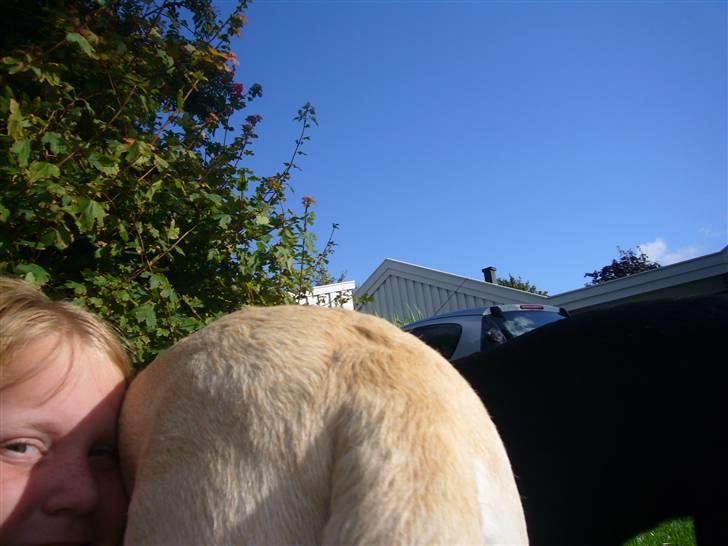 Hunde billeder billede 41