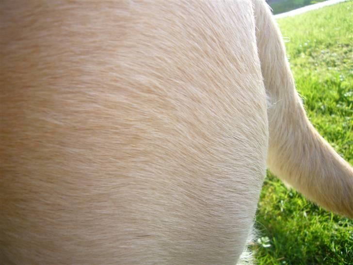 Hunde billeder billede 42